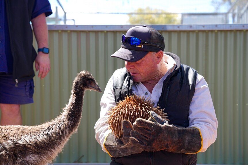 A man wearing gloves holding an echidna looking at an adolescent emu which is looking at the echidna