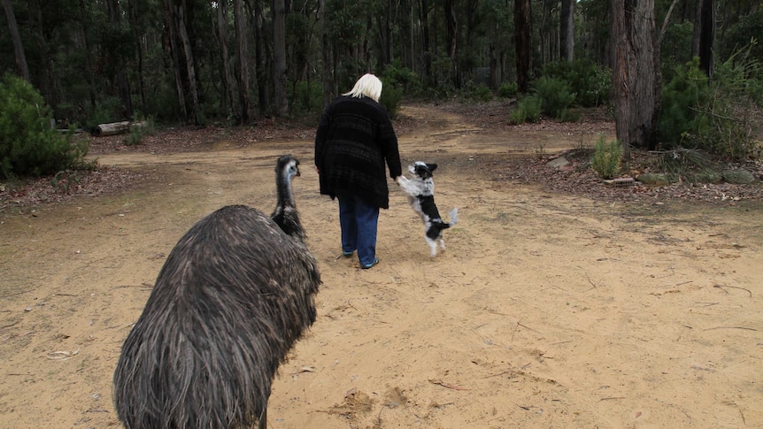 Edward the emu, Rocky the dog and wildlife carer, Dee Patterson