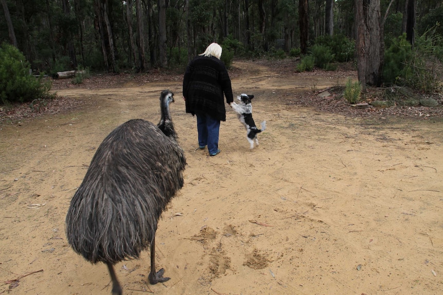 Edward the emu, Rocky the dog and wildlife carer, Dee Patterson