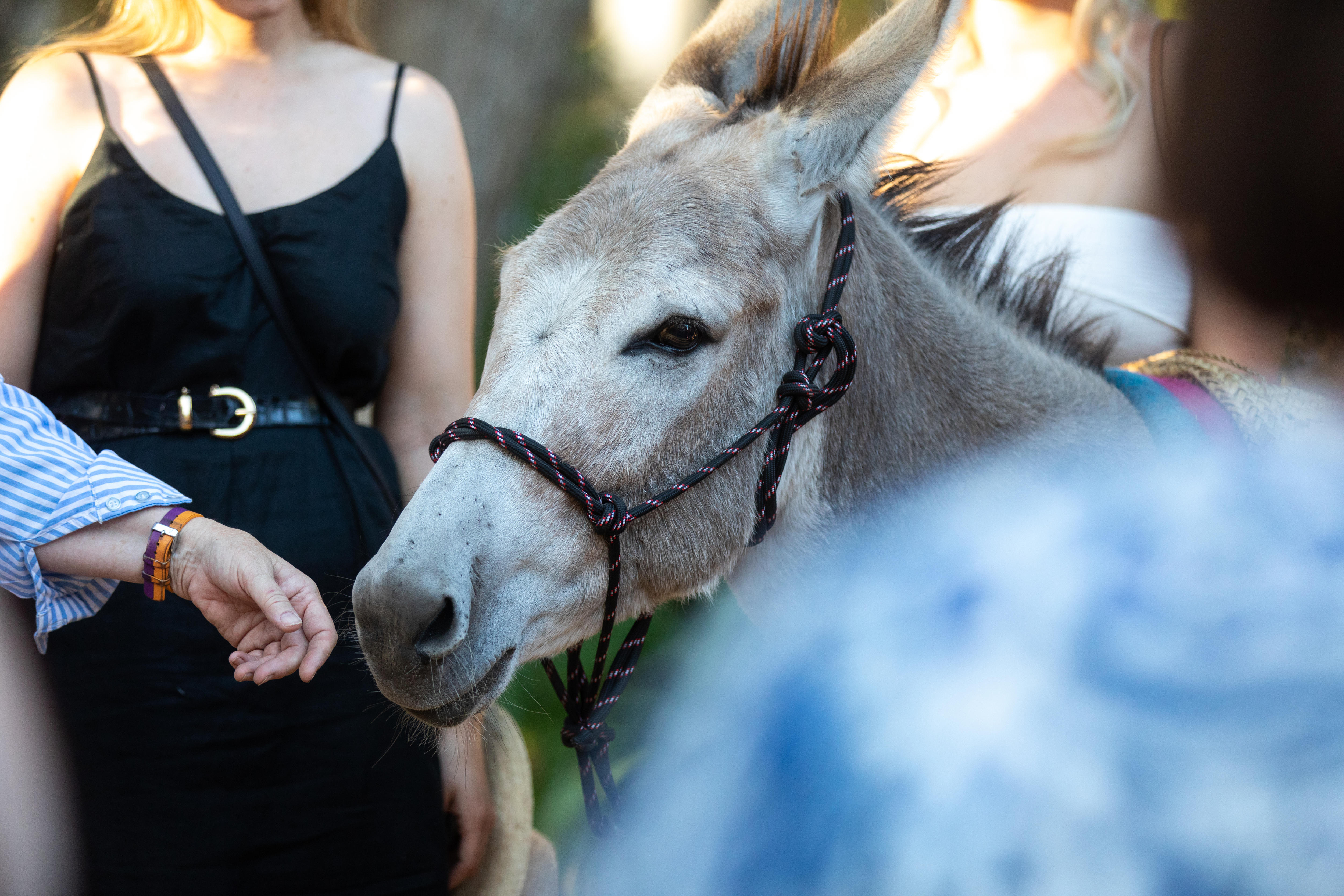 A donkey at a winery.