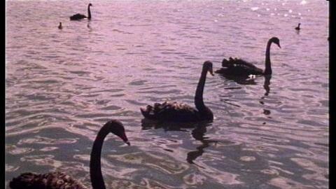 Black swans swimming in water