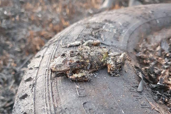 Burnt green gold bell frog sitting on a tyre