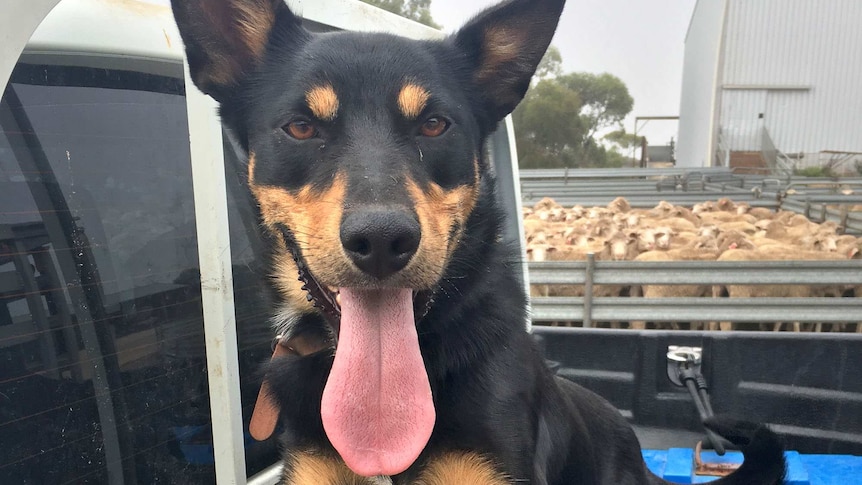 Close up photo of a kelpie dog, tongue out, on the back of a ute with penned sheep in the distance.