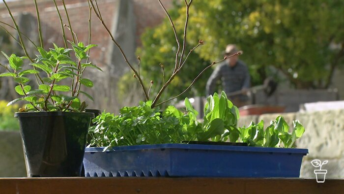 Tray of vegie seedlings sitting on garden bed with man shovelling dirt from a wheelbarrow in background