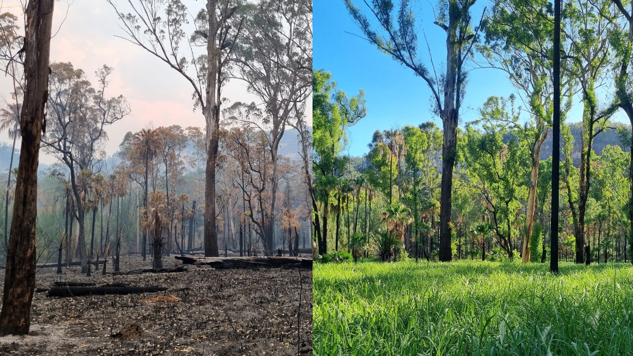 Burnt bushland next to a picture of the bushland covered in greenery 