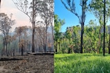 Burnt bushland next to a picture of the bushland covered in greenery 