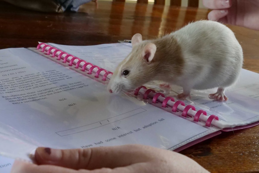 A white and pale tan rat with pink eyes sitting on a pink folder with plastic sleeves containing a typed document
