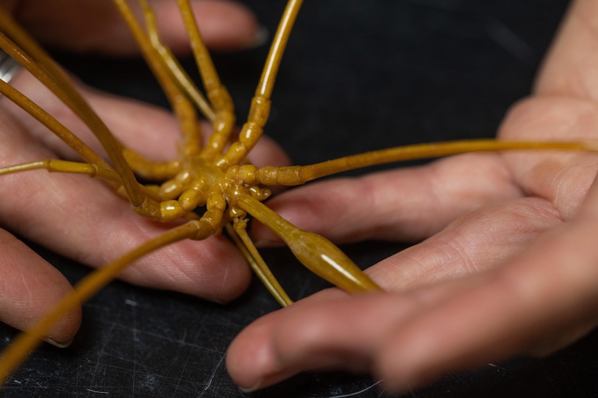 Close up of giant sea spider