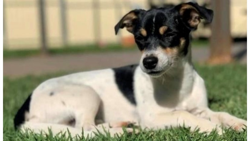 Black and white jack russell lying on grass