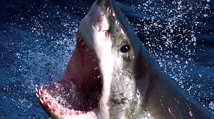 A great white shark, also known as a white pointer