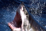 A great white shark, also known as a white pointer