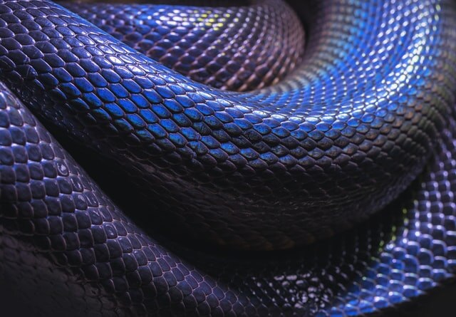 What to know about buying and using rapid antigen tests | chimeras in medicine part 2 | more snakebite information