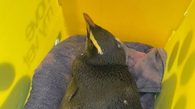 A black penguin with yellow stripes around eyes in a yellow box