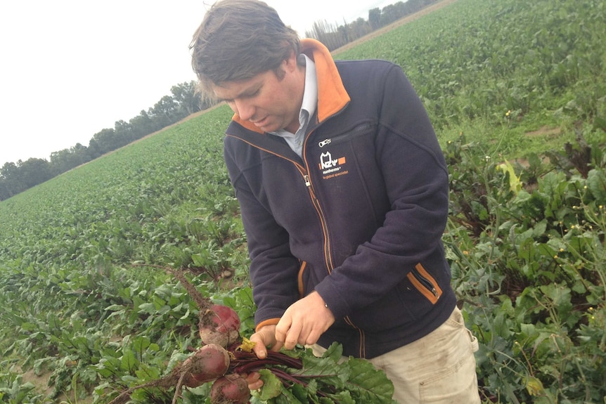 Beetroot farmer in the field