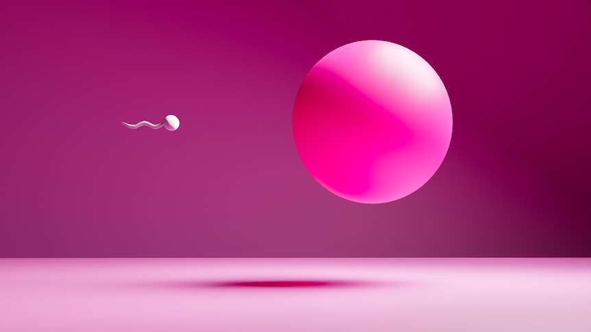 Small sperm moving towards large egg, schematic cartoon, pink tones