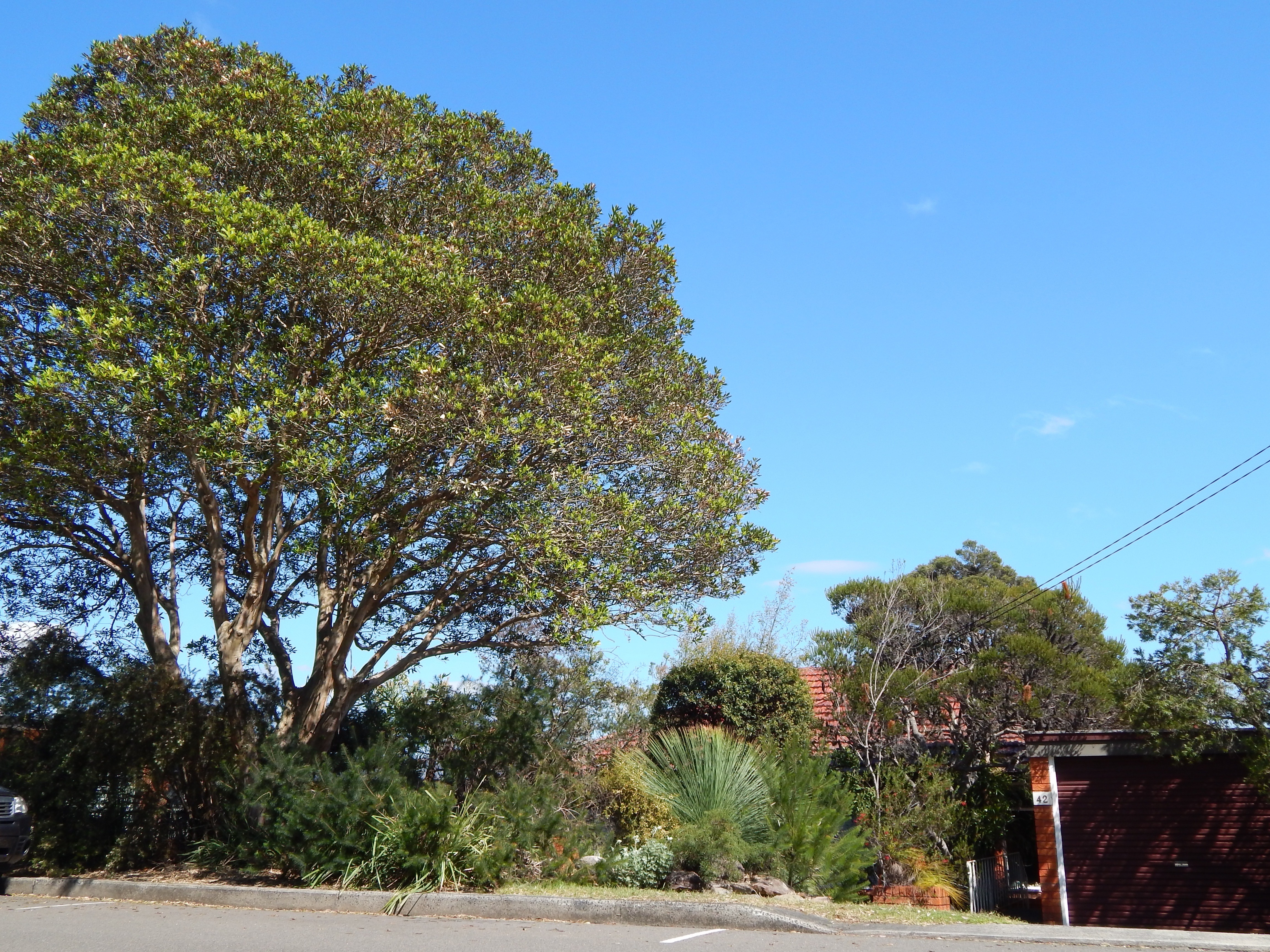 Suburban street with a tall eucalypt surrounded by shrubs