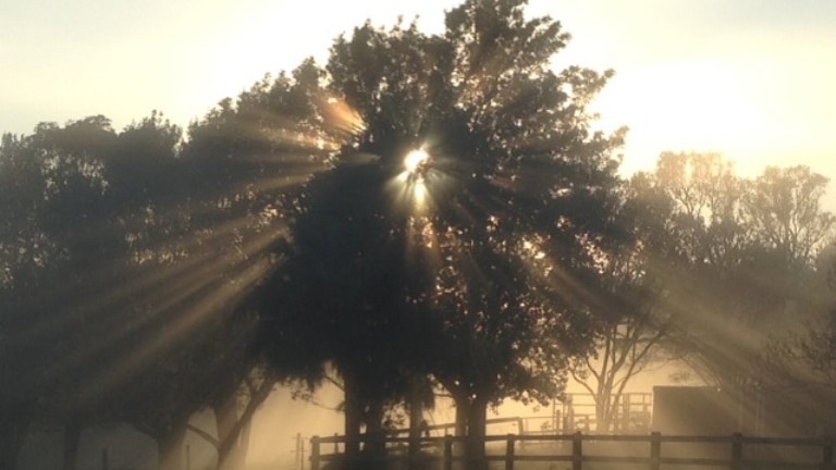 The sunrise shines through a tree at a dairy farm in New South Wales