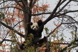Panda Fu Ni di pohon