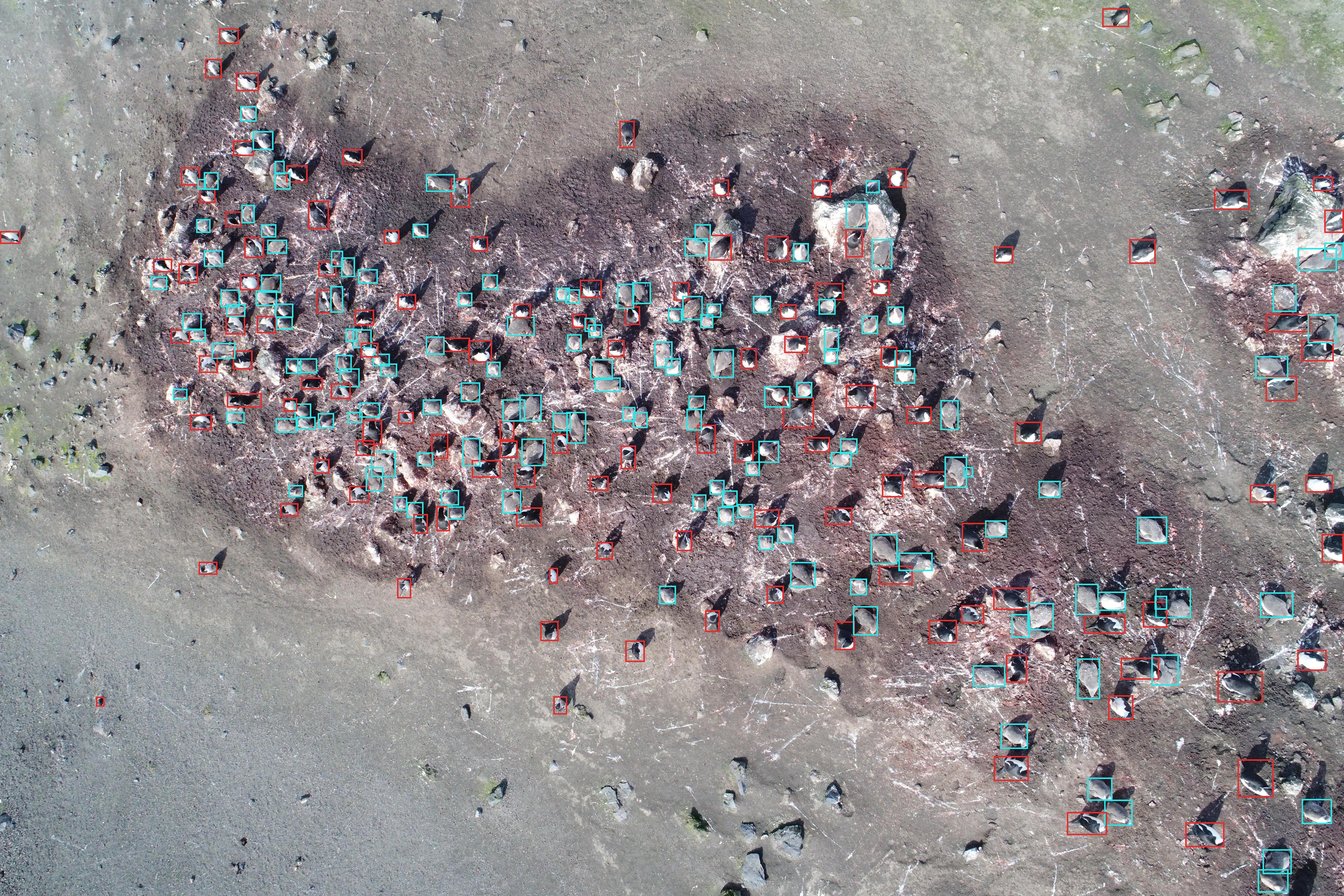 The AI model spots the different bird species.