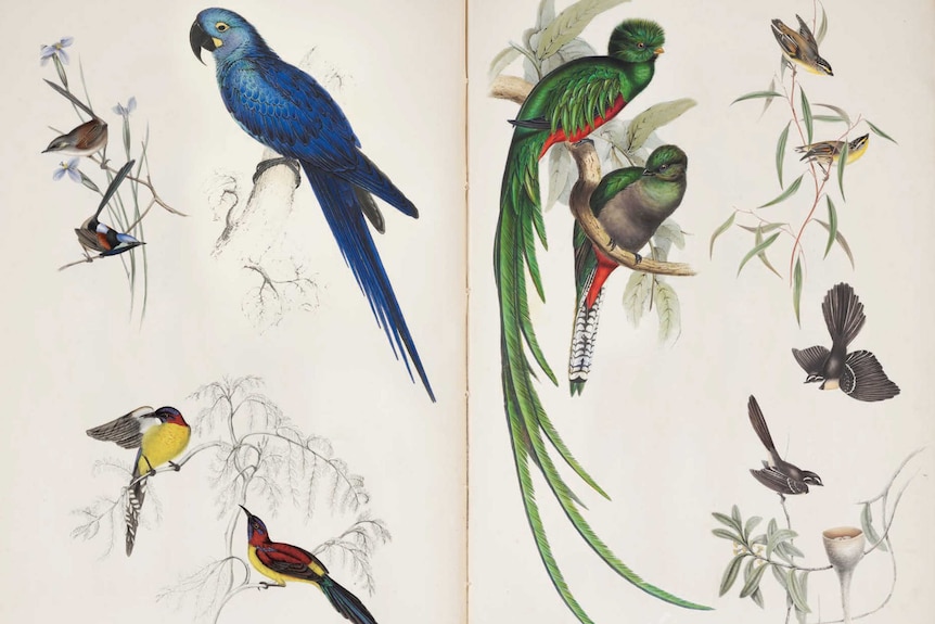 A number of bird illustrations.
