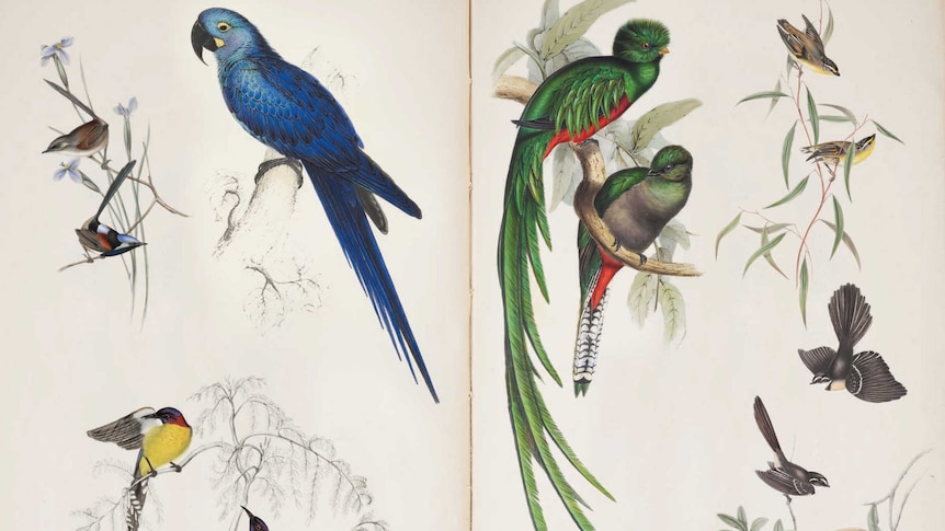 A number of bird illustrations.