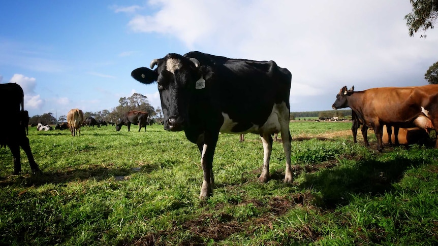 Dairy cows in a paddock