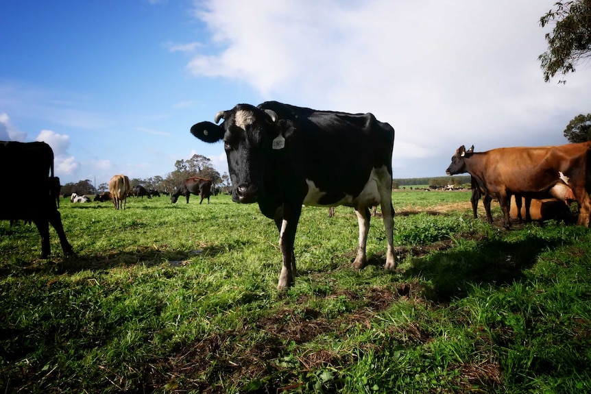 Dairy cattle in a paddock at Scott River with a blue sky above