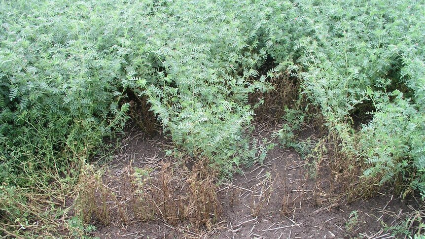 chickpea plants in a paddock