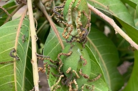a number of caterpillars eating mango leaves and fruit.