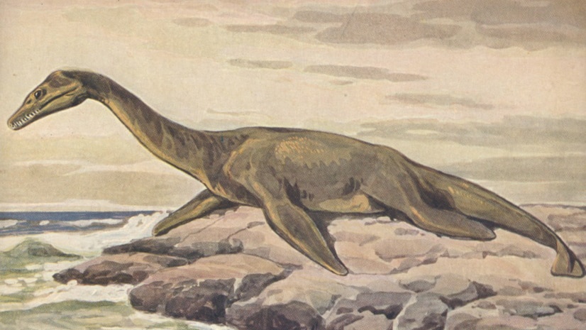 Illustration of plesiosaurs
