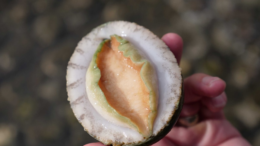 Someone is holding an abalone grown on WA's coast line.