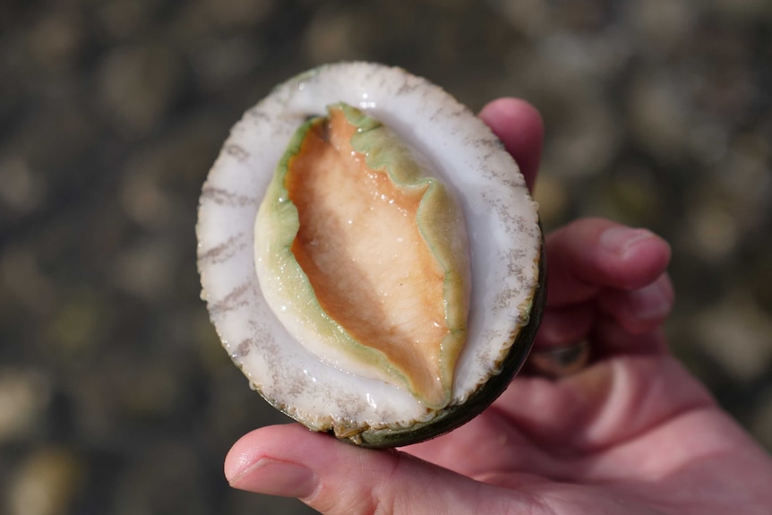 Someone is holding an abalone grown on WA's coast line.