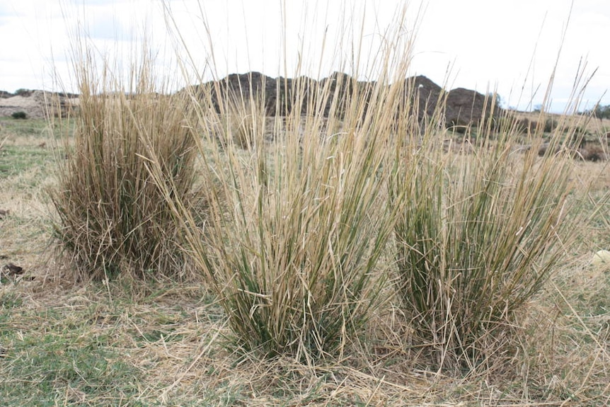 Mature giant rats tail grass plant