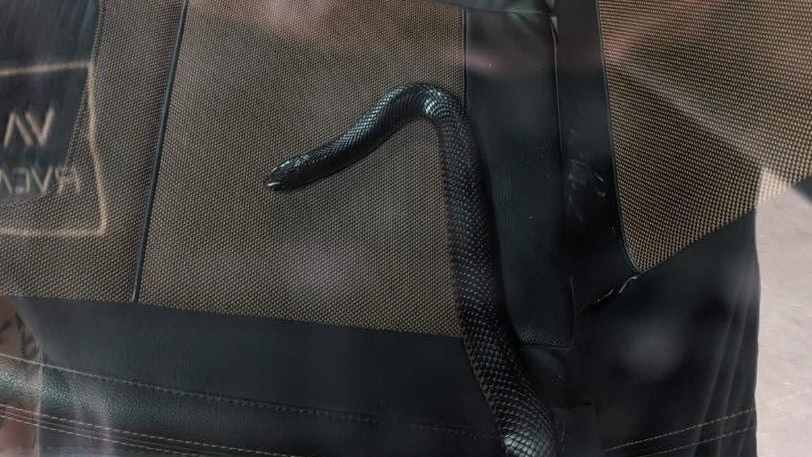 A red-bellied black snake on the seat of a car.