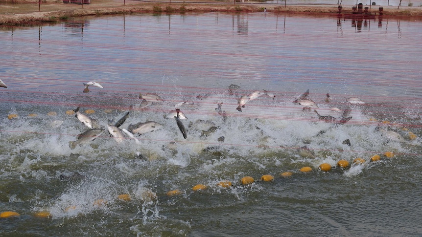 Barramundi caught in a net on a fish farm