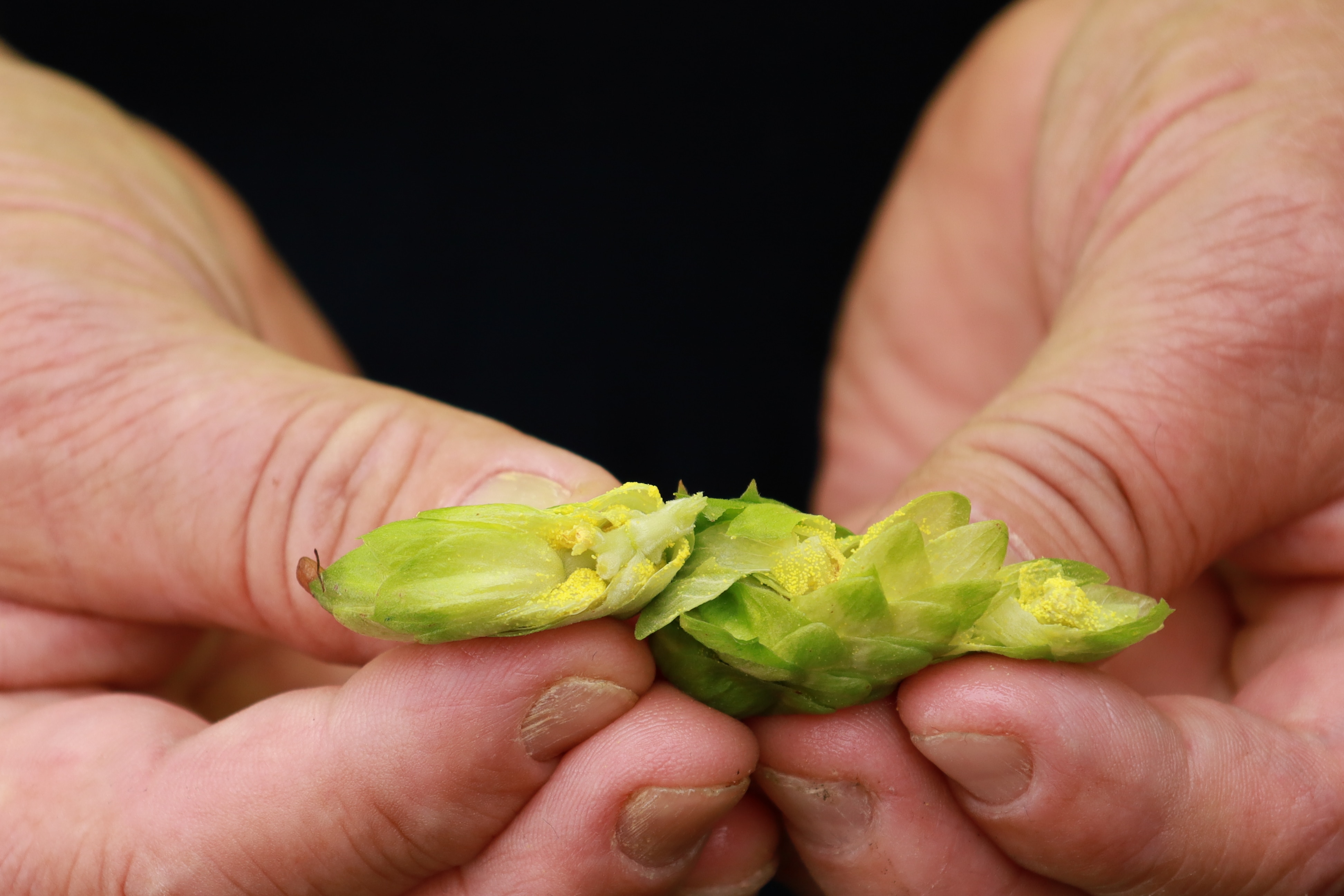 two hand break open a green hops cone to show the yellow powder inside 