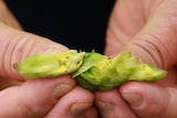 two hand break open a green hops cone to show the yellow powder inside 