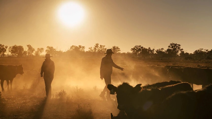 Farmers with cattle silhouetted as dust stirs in the air