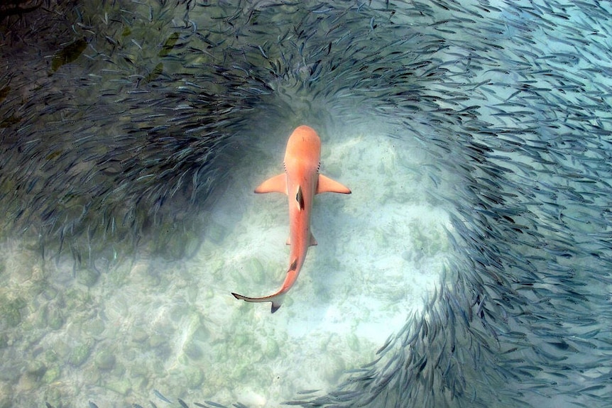 A school of fish avoid a reef shark in the Maldives