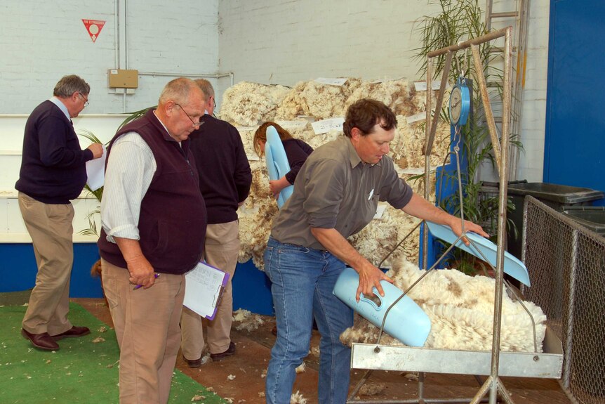 Two men are seen weighing sheep's wool on a scale