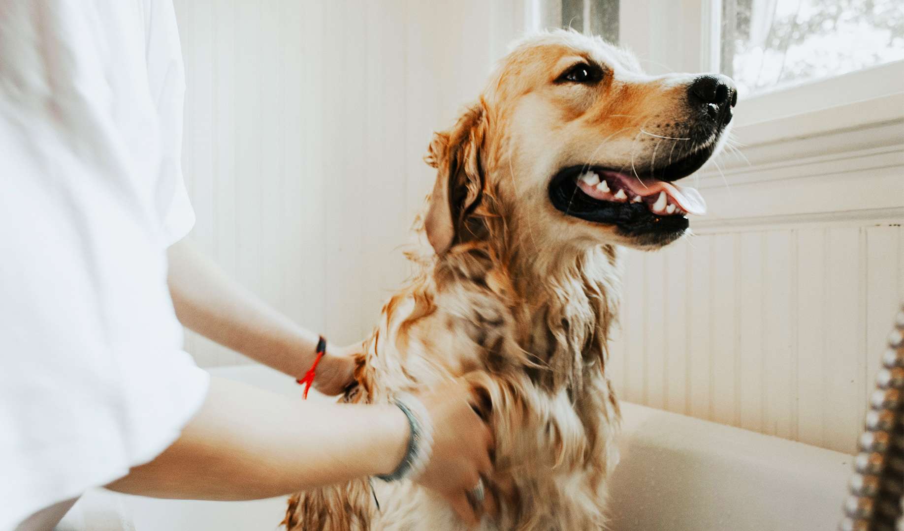 bathing with your dog