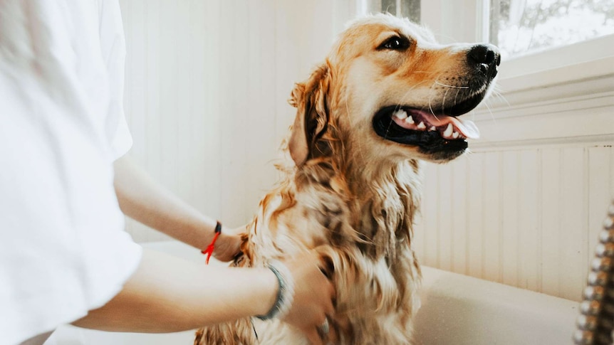 A golden retriever having a bath