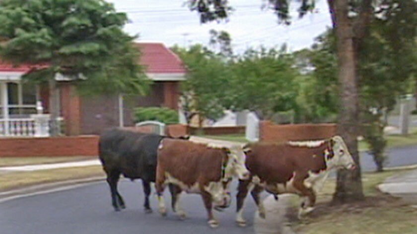 The cows ran into a nearby residential area.
