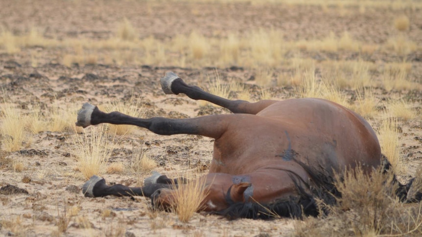 A dead wild horse lies on the ground in the Kimberley after being shot in a cull