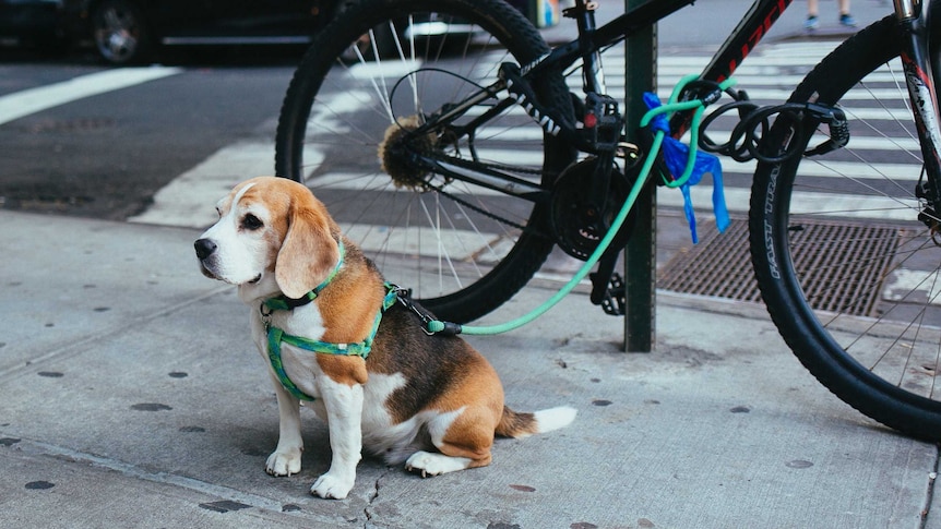 A dog on a leash in New York City.