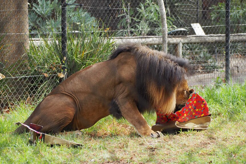 Lion at Adelaide Zoo with an Easter treat.