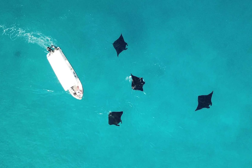 Dive boat close to manta rays