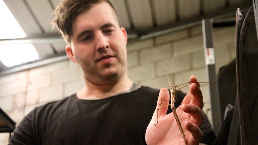 A stick insect climbs on Isaac Bermingham's palm, it is long, brown and scaly.