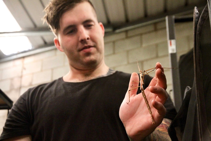 A stick insect climbs on Isaac Bermingham's palm, it is long, brown and scaly.