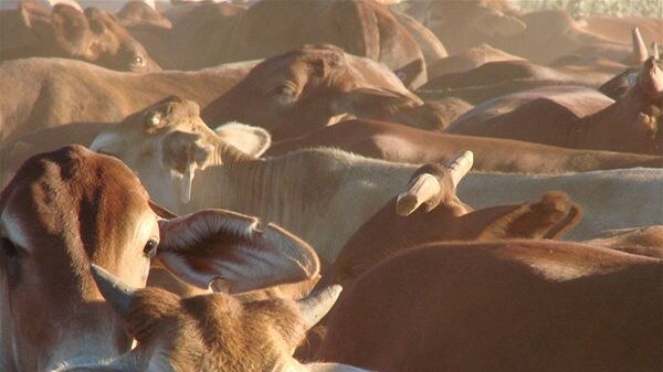 Kimberley cattle